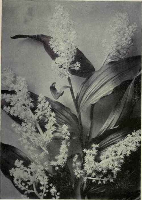 False Solomon's Seal (Smilacina amplexicaulis)