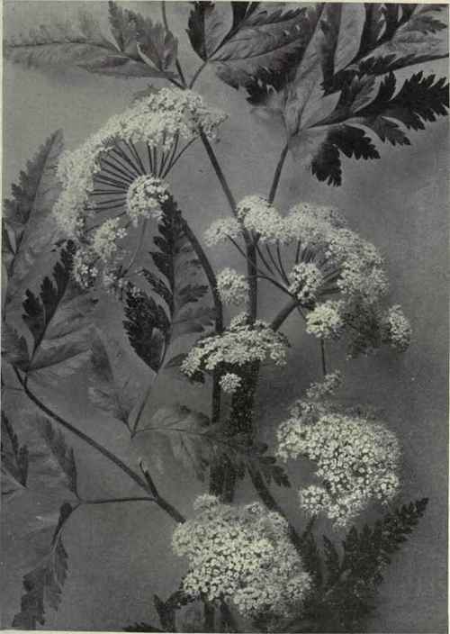 Fern leaved Lovage (Ligusticum apiifolium)