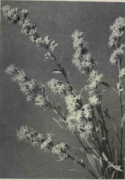 Field Golden rod (Solidago decumbens)