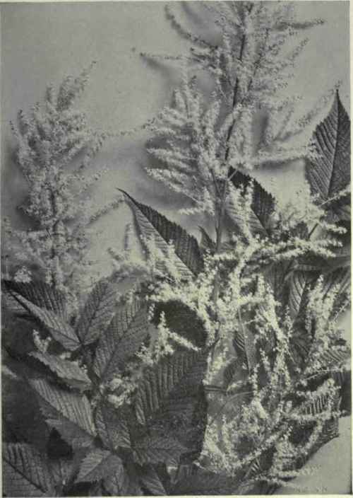 Goat's Beard (Aruncus sylvester)