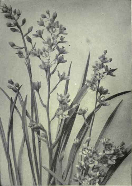Green Lily (Zygadcnus elegans)