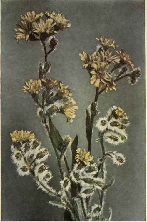 Hairy Hawkweed (Hieracium Scouleri)