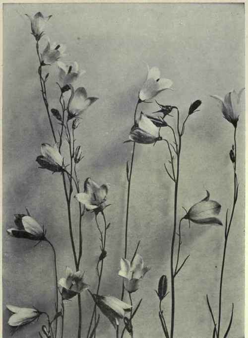 Harebell (Campanula rotundifolia)