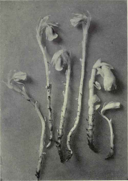 Indian Pipe (Monotropa uniflora)