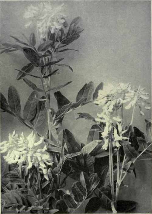 Lentil Vetch (Phaca americana)