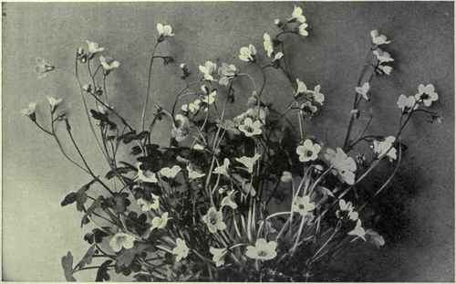 Mist Maidens (Romanzoffia sitchensis)