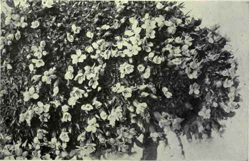 Moss Campion (Silene acaulis)