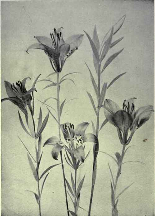 Mountain Lily (Lilium montanum)
