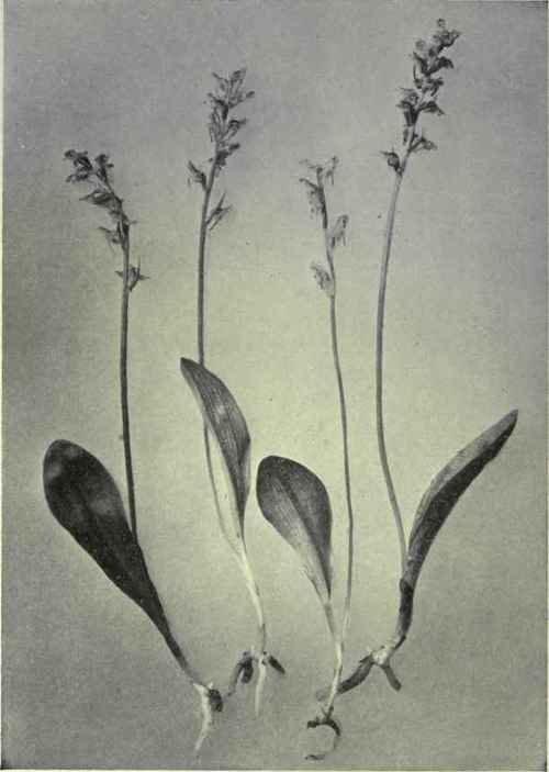 Northern Rein Orchis (Habenaria obtusata)
