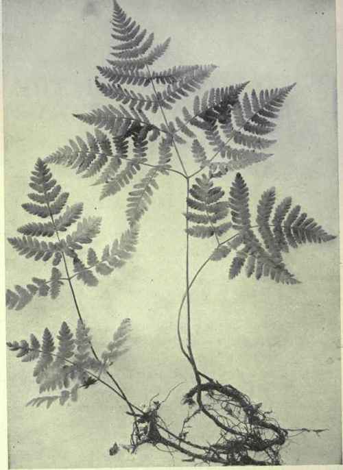 Oak Fern (Phegopteris Dryoptens)