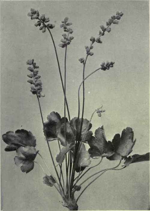 Oval leaved Alum Root (Heuchera ovalifolia)