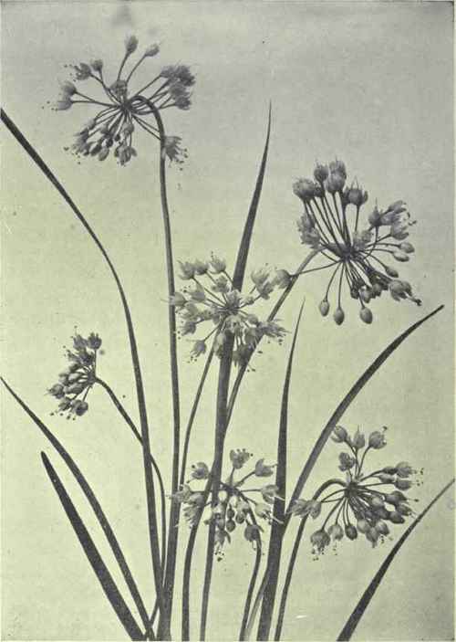 Pink Garlic (Allium cernuum)