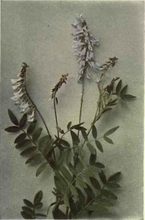 Purple Heydsarum (Hedysarum boreale) White Heydsarum (Hedysarum sulphurescens)