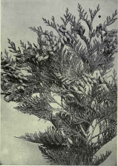 Red Cedar (Thuya plicata)