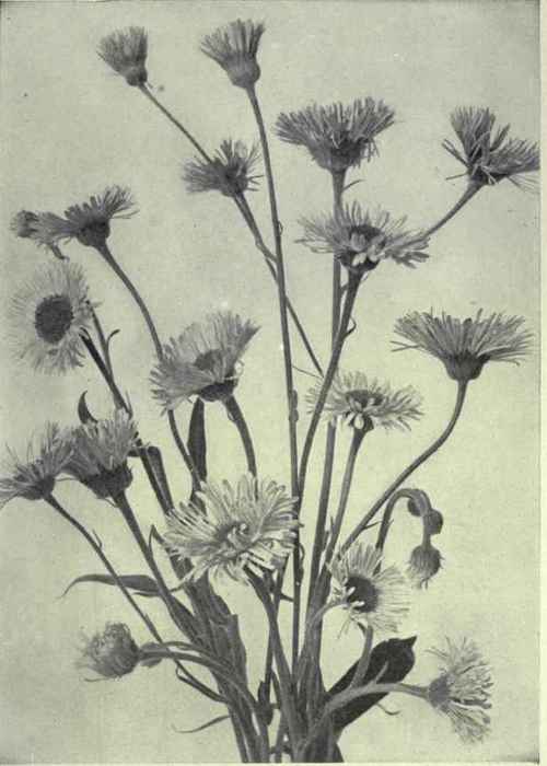 Rough Fleabane (Erigeron glabellus)