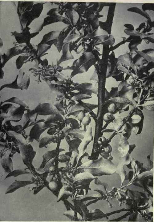 Sllverberry (Elaeagnus argentea)