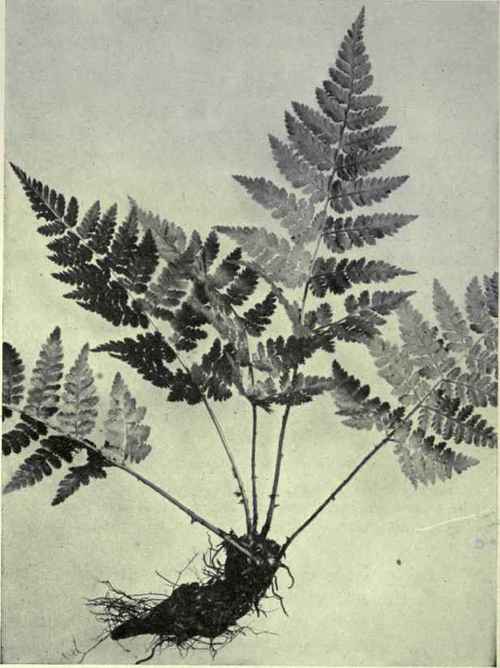 Spinulose Shield Fern (Aspidium spinulosum var. dilatatum)