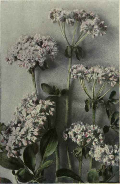 Tall Eriogonum (Eriogonutn uinbellatum var. majus)