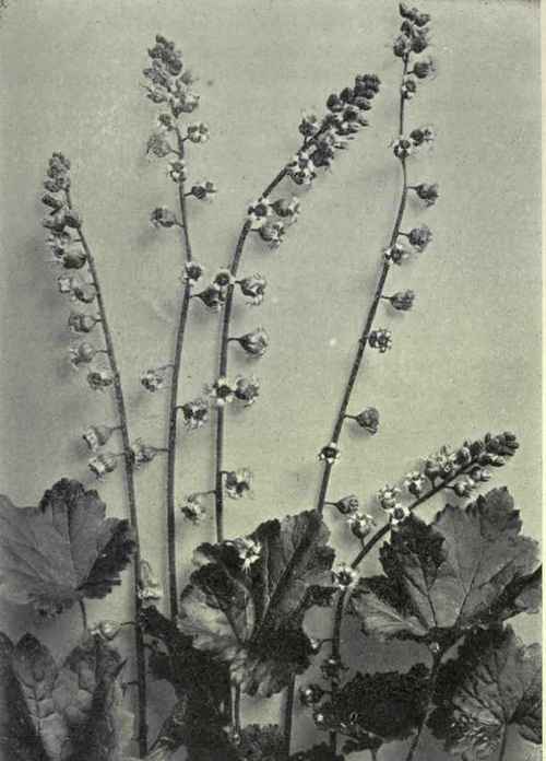 Tellima (Tellima grandiftora)