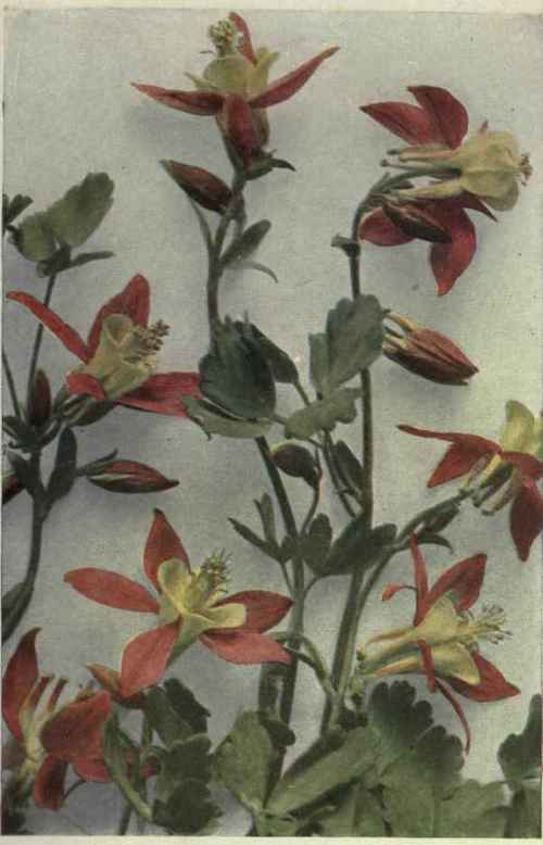 Western Columbine (Aquilegia formosa)