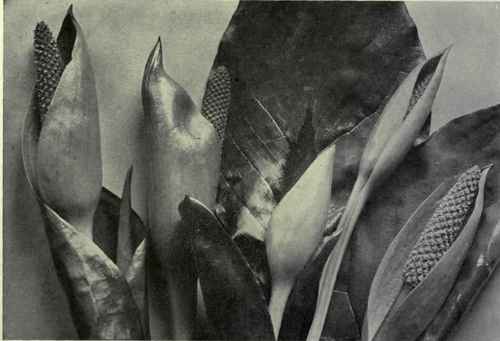 Western Skunk Cabbage (Lysichiton kamtschatcense)