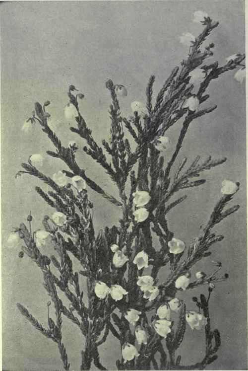 White Heath (Casslope Mertensiana)