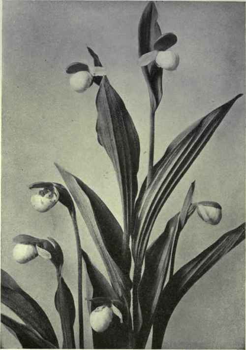 White Moccasin Flower (Cypripedium passerinum)