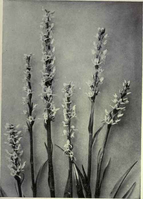 White Rein Orchis (Habenaria dilatata)