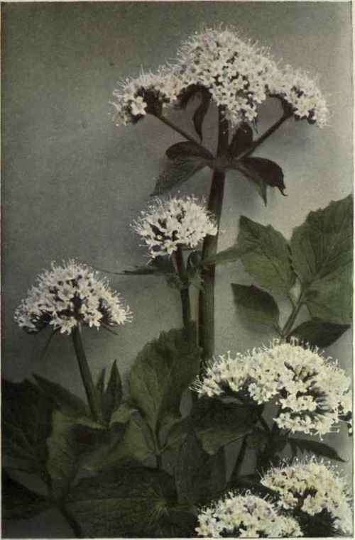 Wild Heliotrope (Valeriana sitchensis)