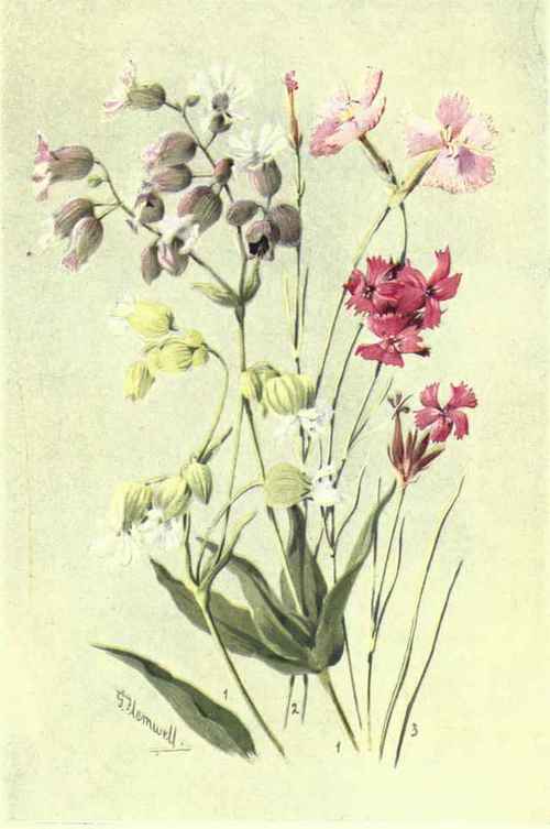 1. SILENE INFLATA (WITH MAUVE FORM). 2. DIANTHUS SYLVESTRIS. 3. DIANTHUS CARTHUSIANORUM.