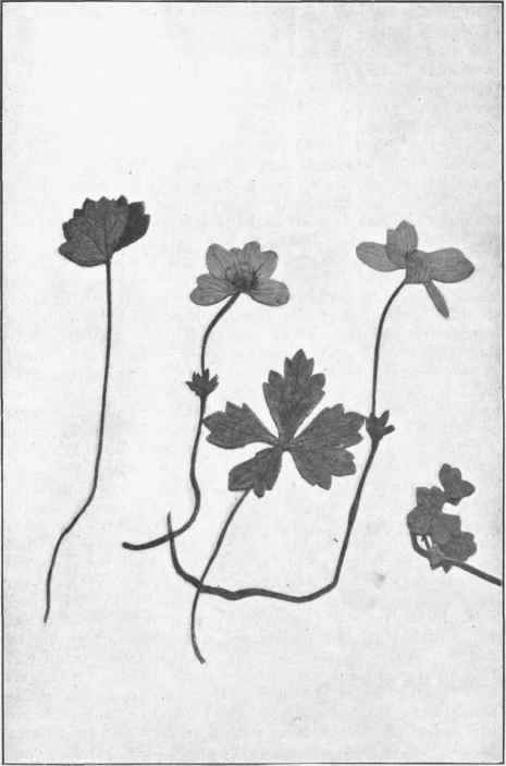 Anemone Crassifolia. Hook