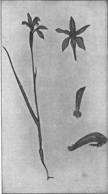 Blue Field Orchid. (Caladenia deformis, R. Br.) 