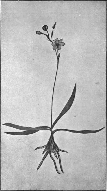 Blue Vernal. (Chaemiscilla corymbosa, F. v. M.) 