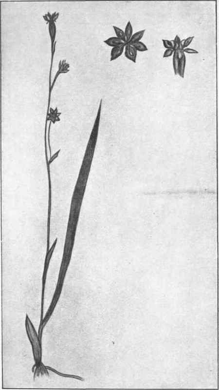Campynema. (Campynema lineare, Lab.) 