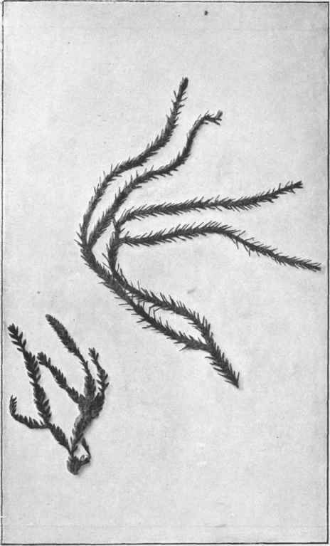 Club Mosses. (Lycopodium scariosum, Forst, Lycopodium, selago, L.)