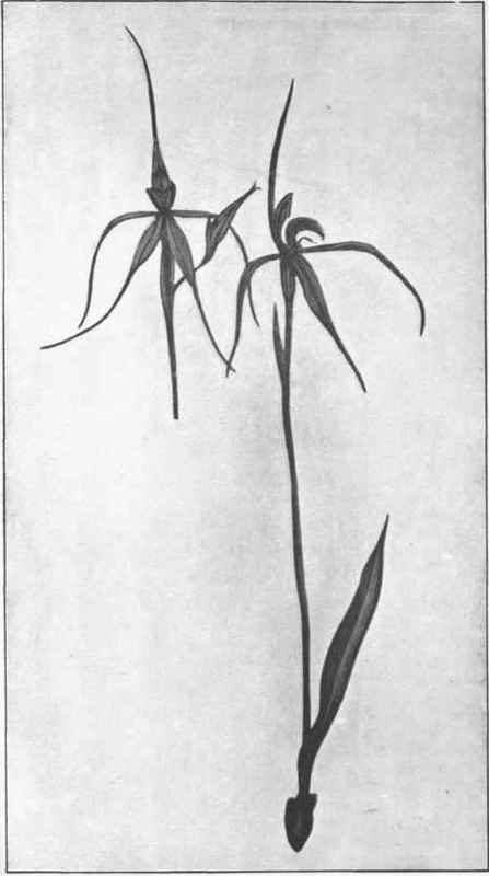 Common Spider Orchid. (Caladenia patersoni, R. Br.) 
