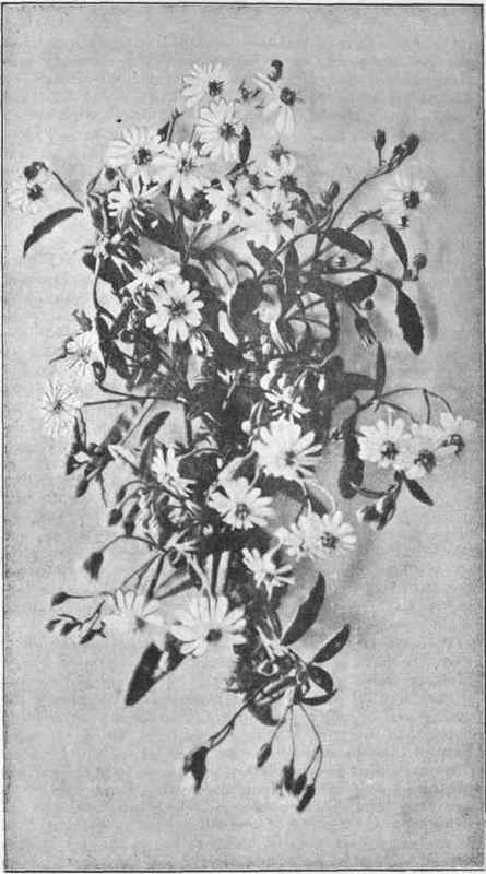 Daisy Tree. (Olearia stellulata, D.O.) 