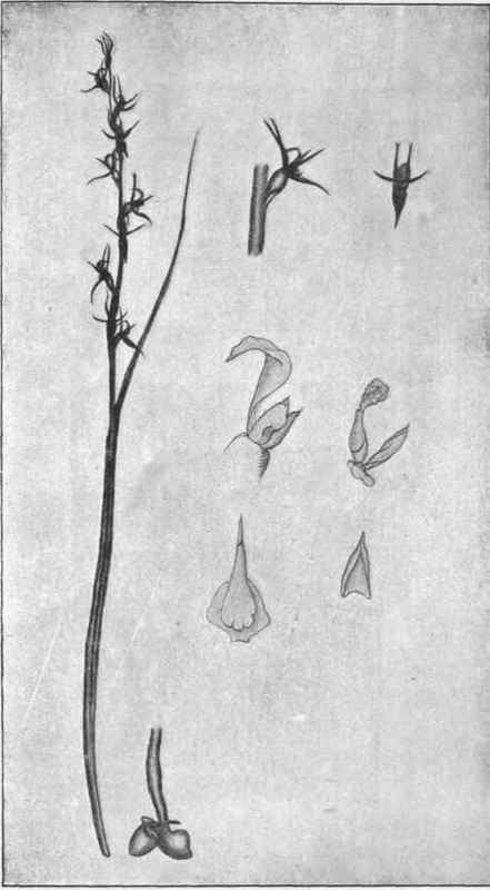 Fly Orchid. (Prasophyllum fuscum, R. Br.) 