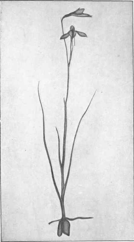 Golden Moth. (Diuris pedunculata, R. Br.) 