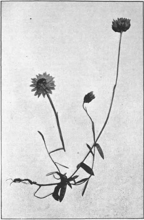 Helichrysum Dealbatum. Lab. 