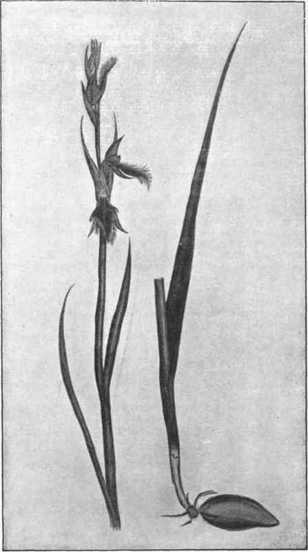 Longbeard. (Calochilus campestris, R. Br.) 