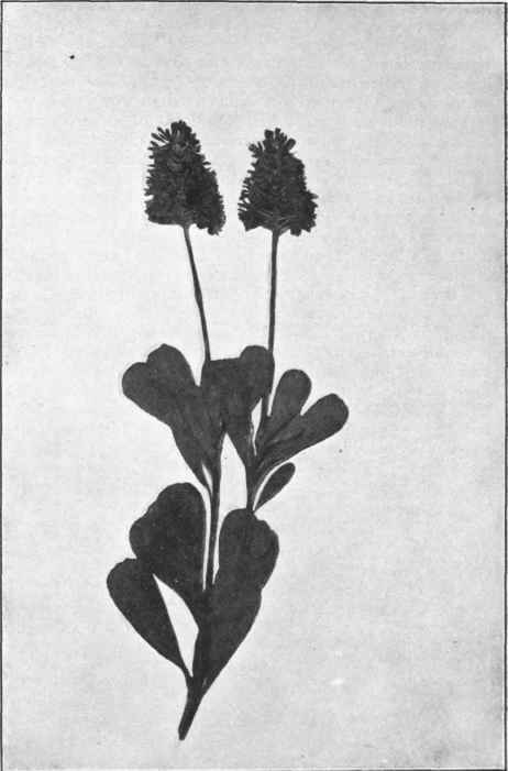 Mountain Rocket. (Bellendena mondana, R. Br.) 