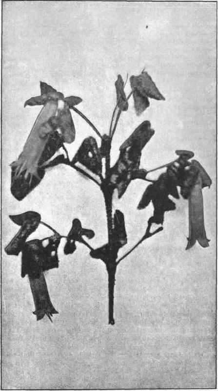 Native Fuchsia. (Correa speciosa, Ait.) 