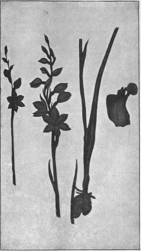 Native Hyacinth. (Ihelymitra ixioides, R. Br) 