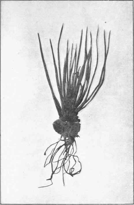 Quillwort. (Isoetes elatior, F. C. M.)