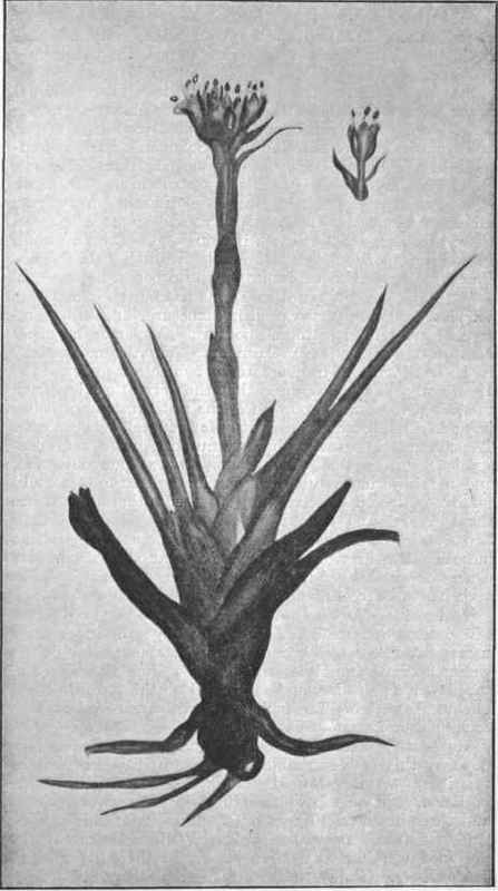 Scarlet Porcupine. (Haemodorum distichonhyllum, J.D.H.) 