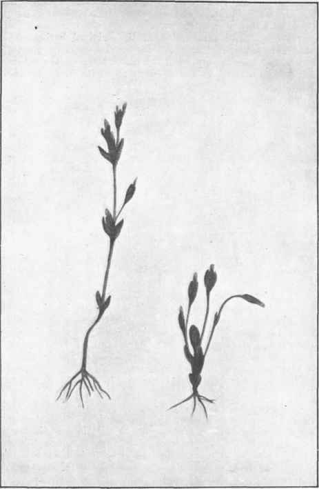Sebaea Ovata, R. Br