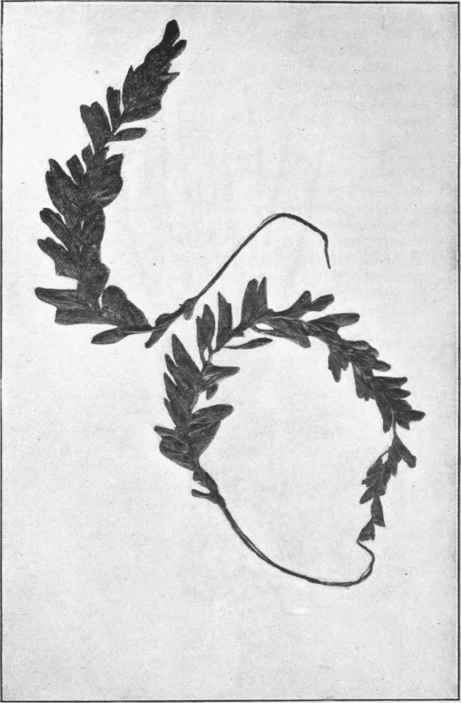 Tmesipteris Tannensis. Bern.