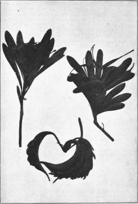 Waratah. (Telopea truncata, R.Br.) 