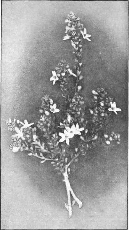 Wax Flower. (Eriostemon obocalis, Cunn.) 